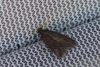Homaloxestis briantiella