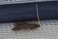 Homaloxestis briantiella