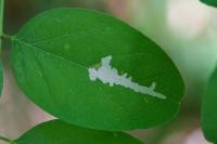 Parectopa robiniella