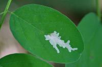 Parectopa robiniella