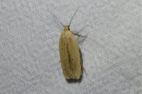 Agonopterix pallorella