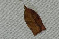 Pandemis heparana