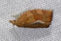 Pandemis heparana