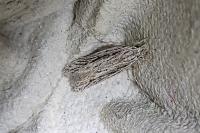 Anarsia innoxiella