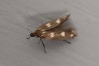 Scythris scopolella