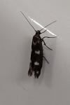 Scythris scopolella