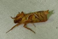 Triodia sylvina