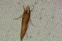 Ypsolopha parenthesella