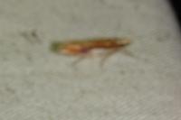 Ypsolopha parenthesella