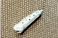 Ethmia terminella