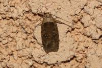 Agonopterix ciliella/heracliana