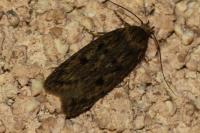 Hofmannophila pseudospretella