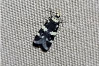 Oegoconia