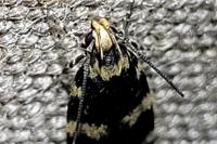 Oegoconia