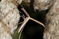 Emmelina monodactyla