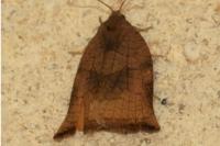 Archips podana