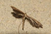 Emmelina monodactyla