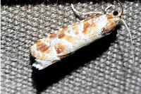 Rhyacionia pinicolana