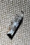 Ancylis achatana