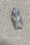 Acleris hastiana/cristana