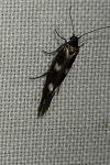 Scythris scopolella