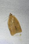Clepsis consimilana