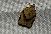 Clepsis consimilana