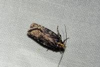 Agonopterix liturosa
