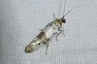 Enolmis acanthella