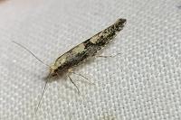 Argyresthia gr. pruniella