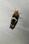 Epiblema foenella