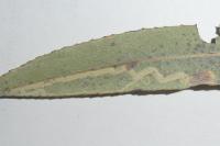 Phyllocnistis valentinensis