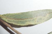 Phyllocnistis valentinensis