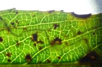 Phyllocnistis valentinensis