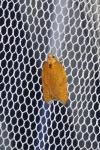 Acleris rhombana