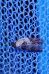 Acleris variegana