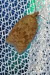 Acleris ferrugana/notana