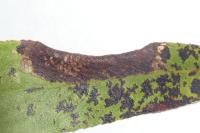 Phyllonorycter