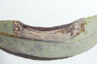 Phyllonorycter