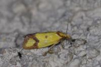 Agapeta zoegana