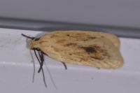Agonopterix kaekeritziana