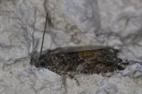 Epinotia nisella