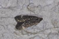 Dichomeris alacella