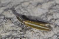 Pleurota aristella