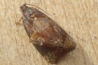 Ditula angustiorana