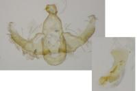 Lecithocera nigrana