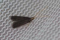 Lecithocera nigrana