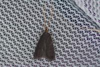 Lecithocera nigrana