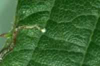 Stigmella aurella