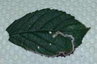 Stigmella aurella